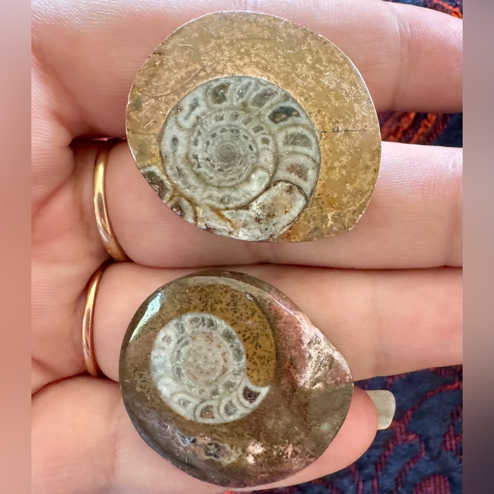 2 Ammonite Cabachons for Jewelry